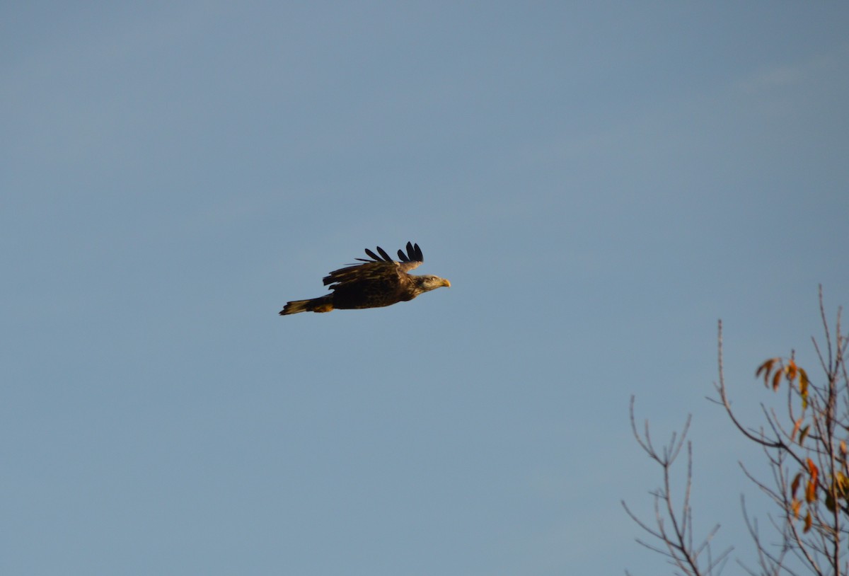 Pygargue à tête blanche - ML646398611