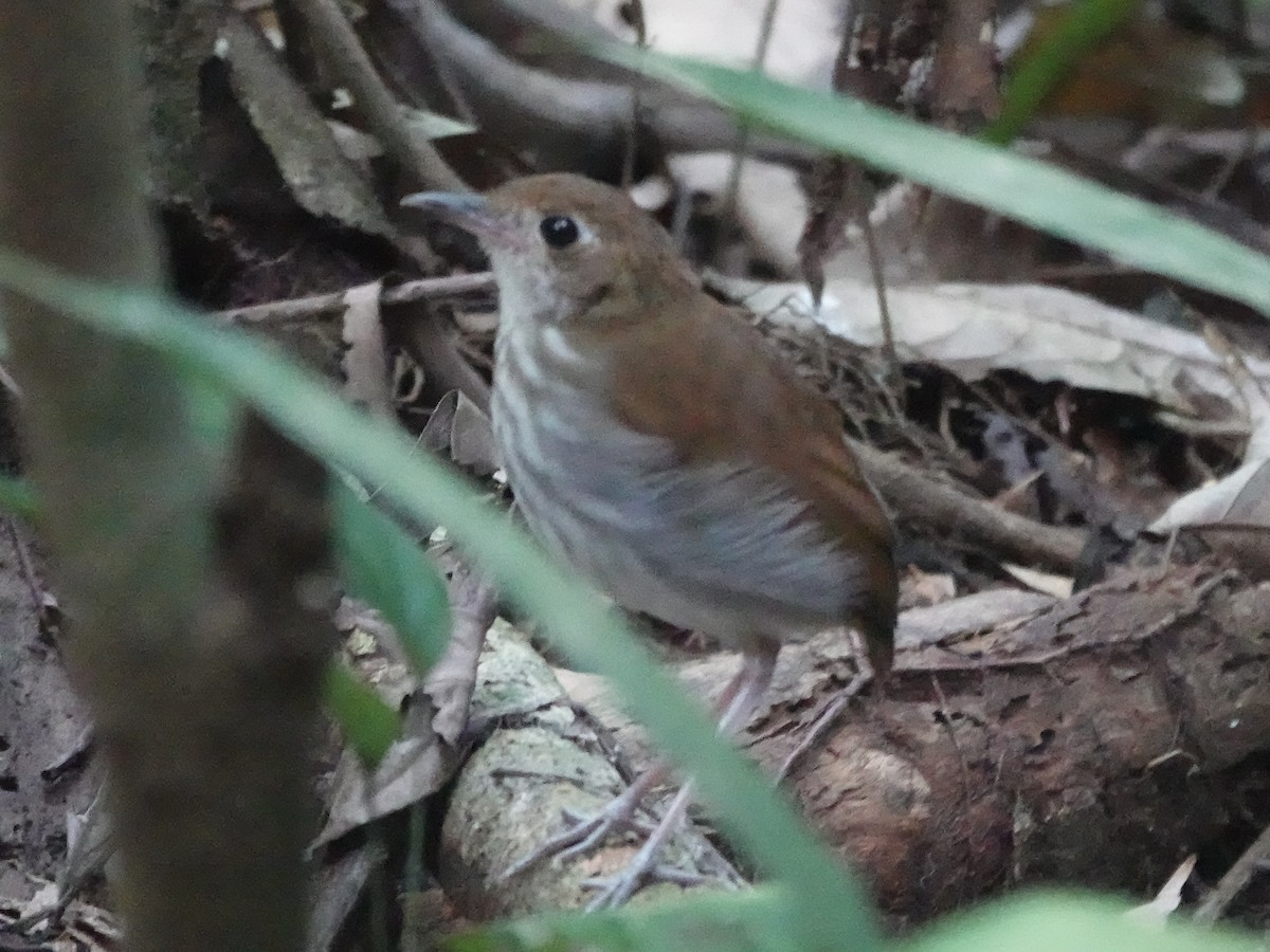 Tapajos Antpitta - ML646398612