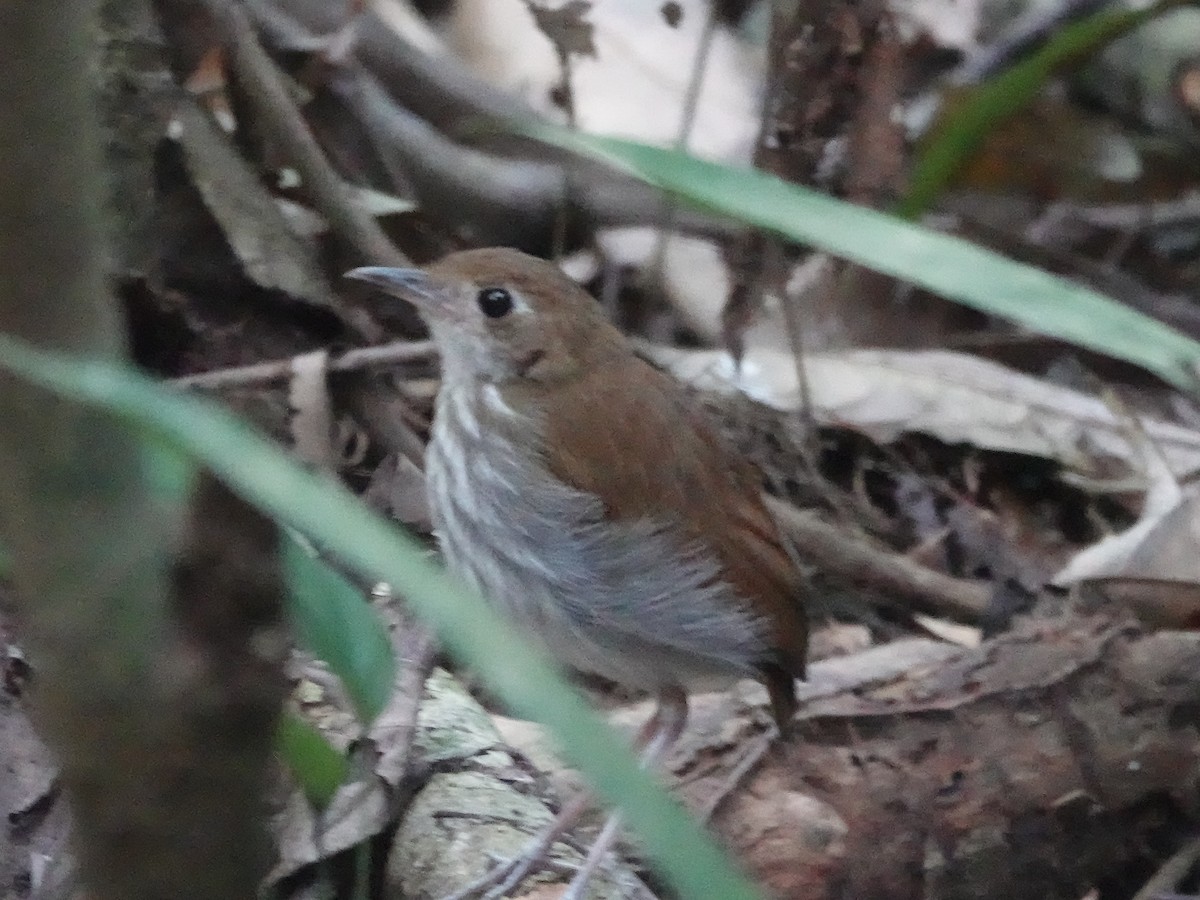 Tapajos Antpitta - ML646398613