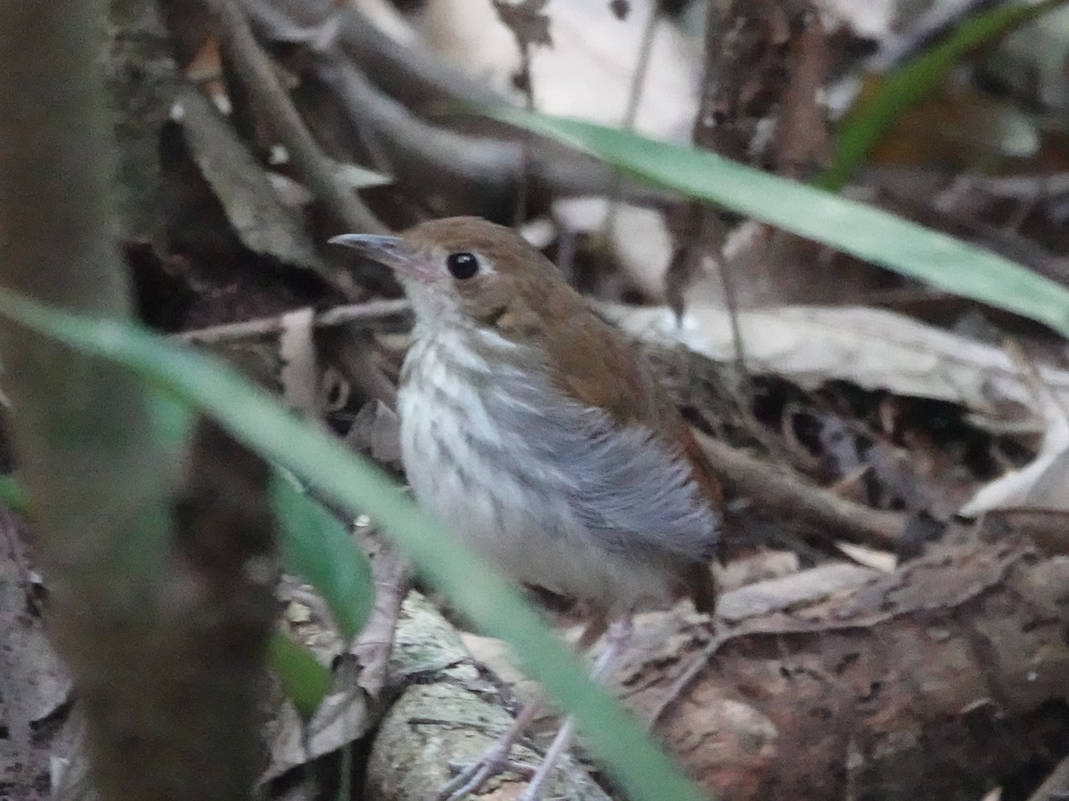 Tapajos Antpitta - ML646398614