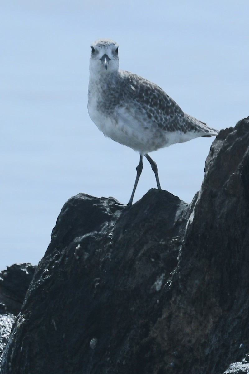 ダイゼン - ML646398617