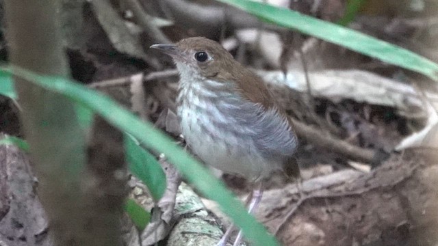 Tapajos Antpitta - ML646398618