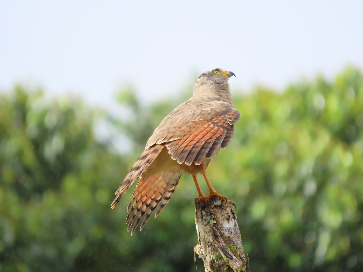 Yol Şahini - ML646398620