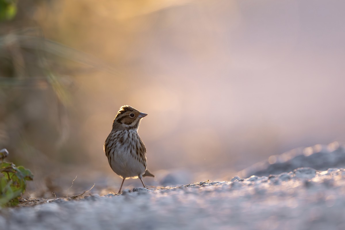 Little Bunting - ML646398622