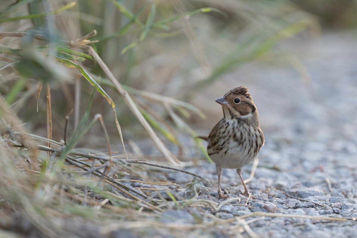 Little Bunting - ML646398623