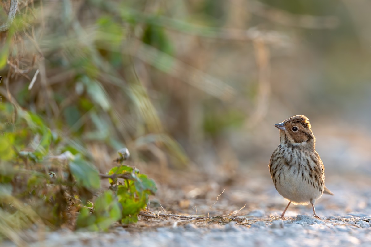 Little Bunting - ML646398624