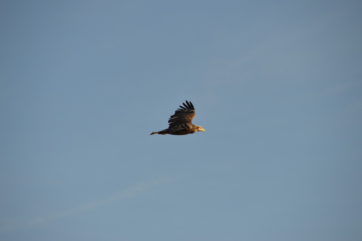 Pygargue à tête blanche - ML646398626