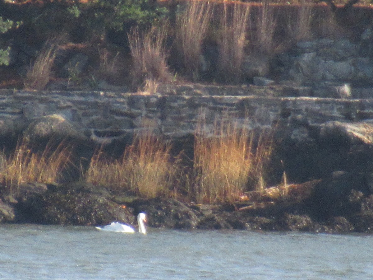 Mute Swan - ML646398627