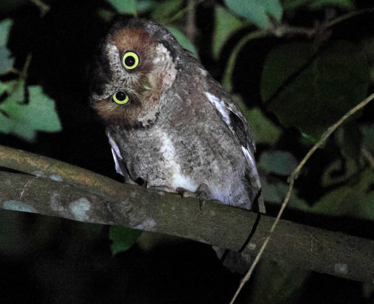 Mountain Scops-Owl - ML646398628