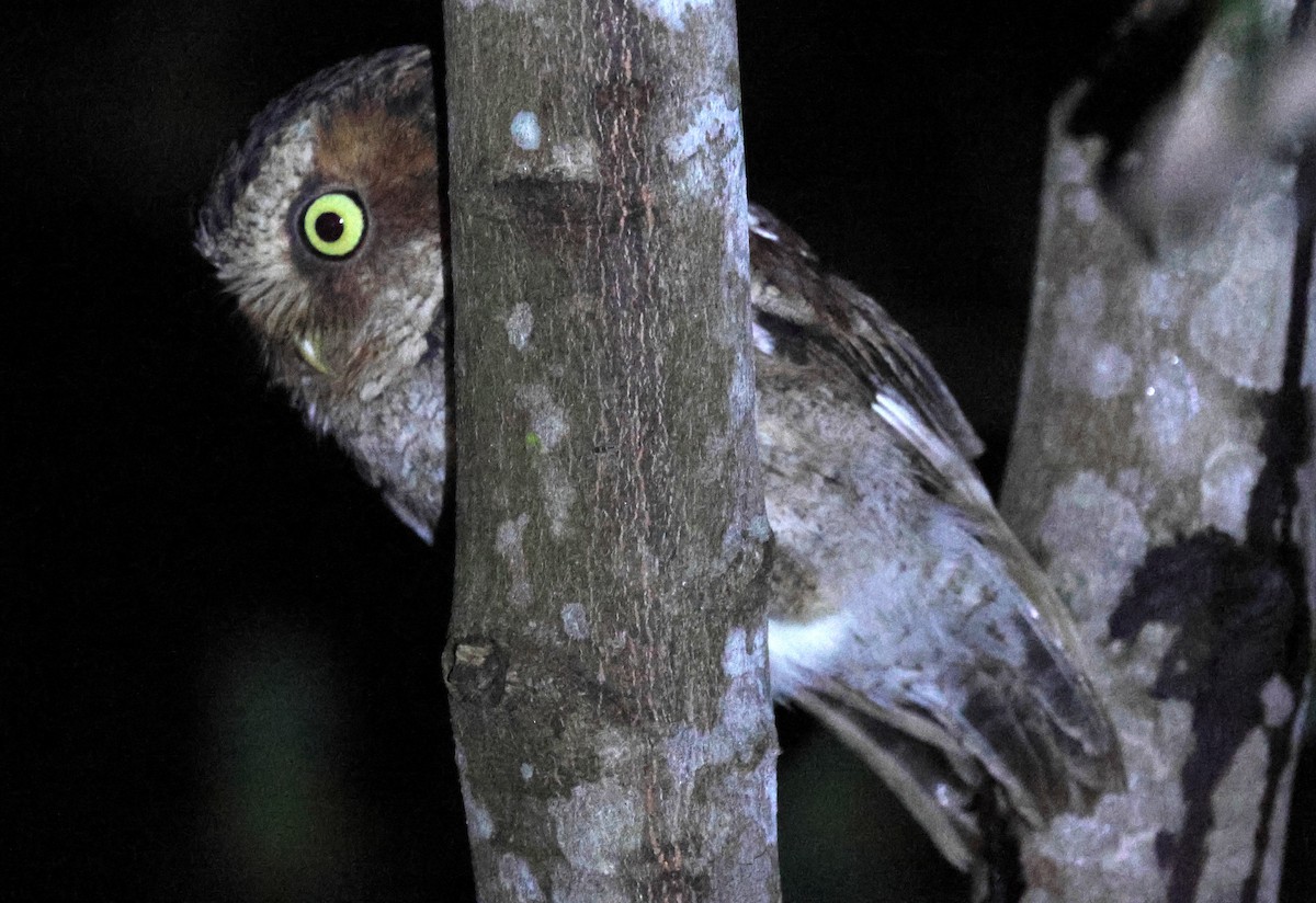 Mountain Scops-Owl - ML646398629