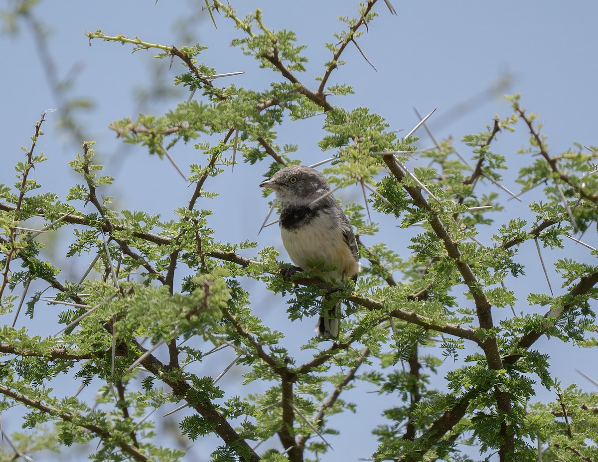 Banded Parisoma - ML646398630