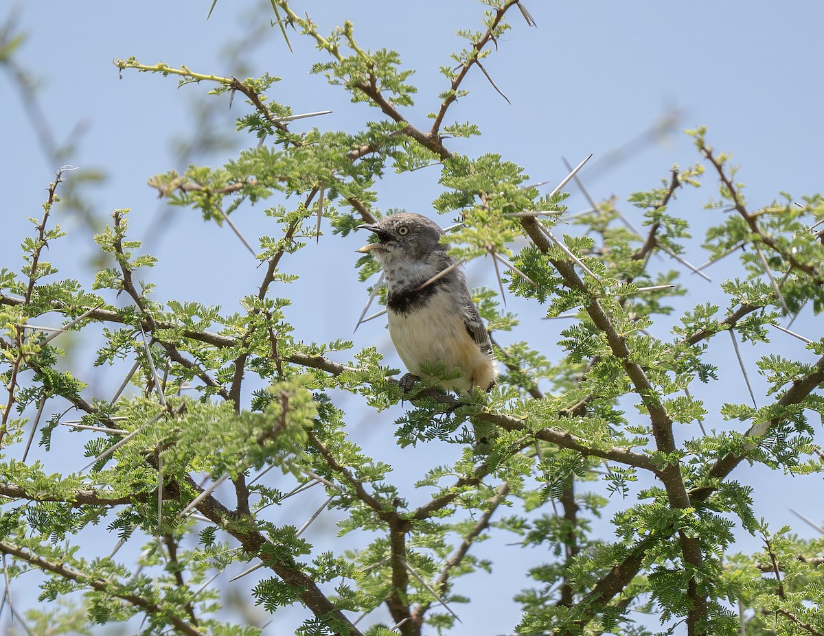 Banded Parisoma - ML646398631