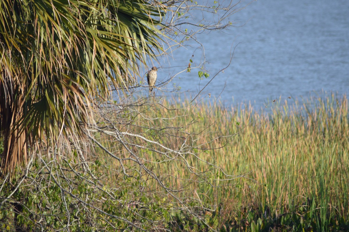 Red-shouldered Hawk - ML646398632