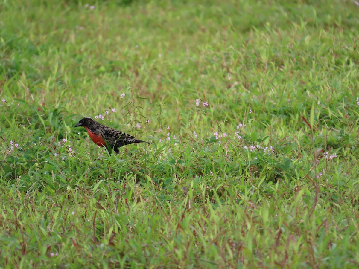 Red-breasted Meadowlark - ML646398633