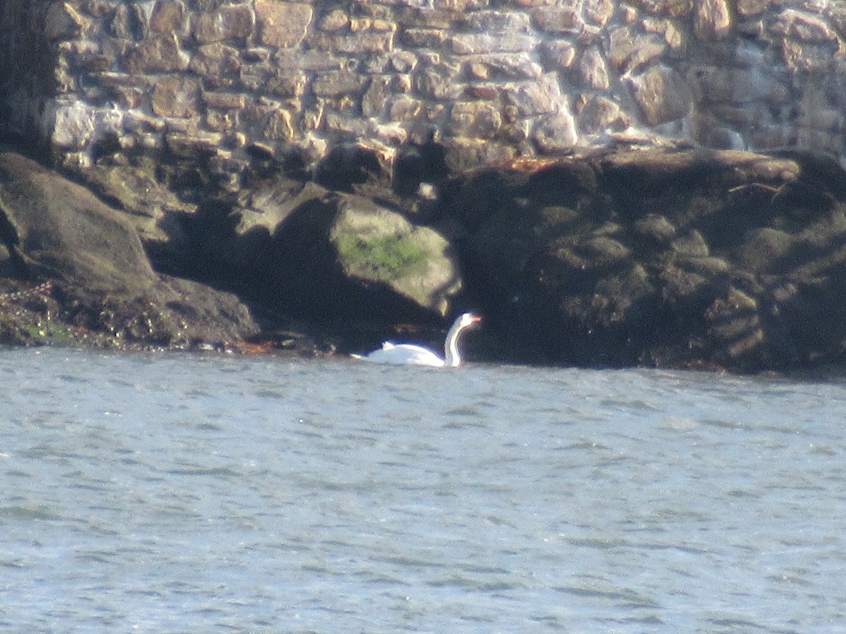 Mute Swan - ML646398634