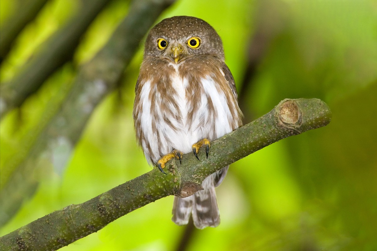 Colima Pygmy-Owl - ML646398636
