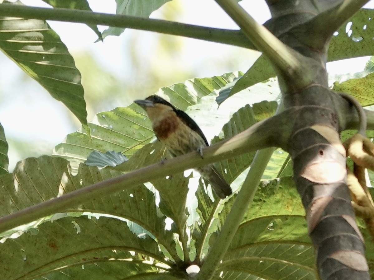 Brown-chested Barbet - ML646398640