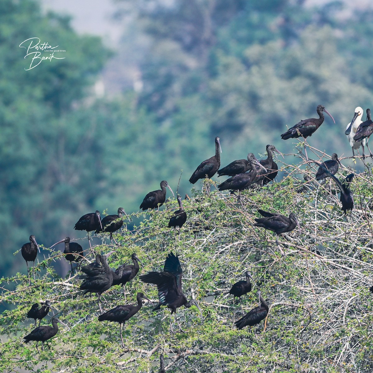 Glossy Ibis - ML646398644