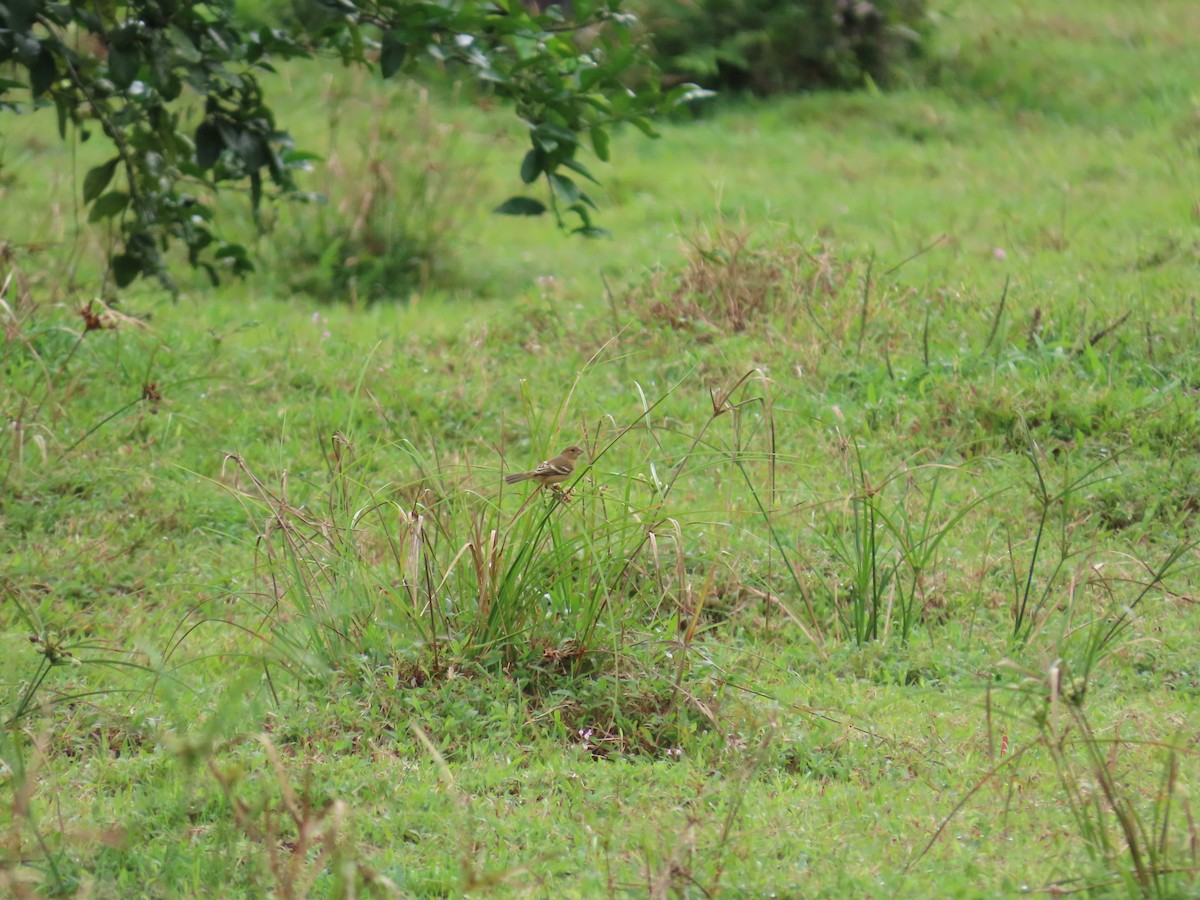 Morelet's Seedeater - ML646398648