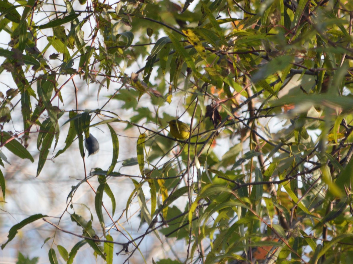 Wilson's Warbler - ML646398650