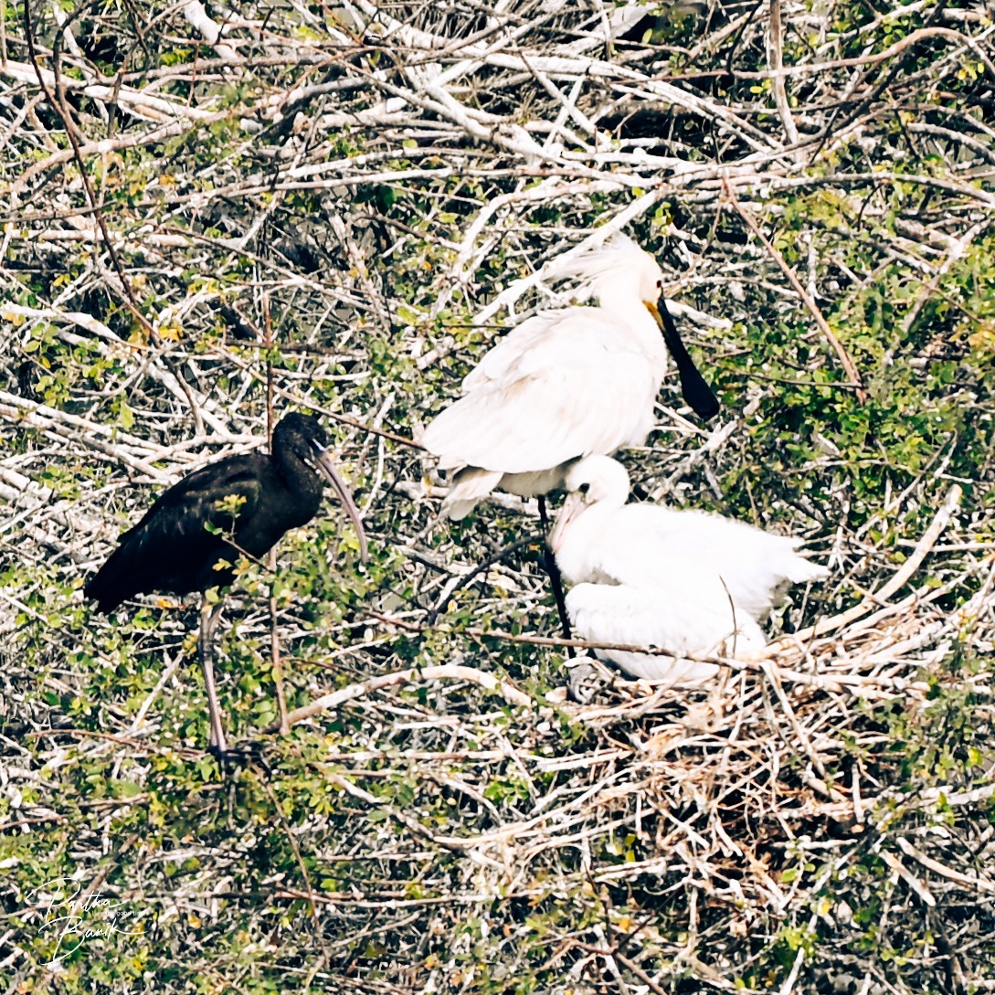 Eurasian Spoonbill - ML646398654