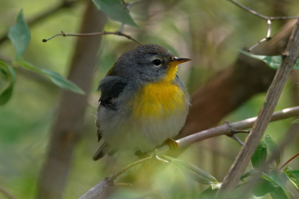 Northern Parula - ML646398655