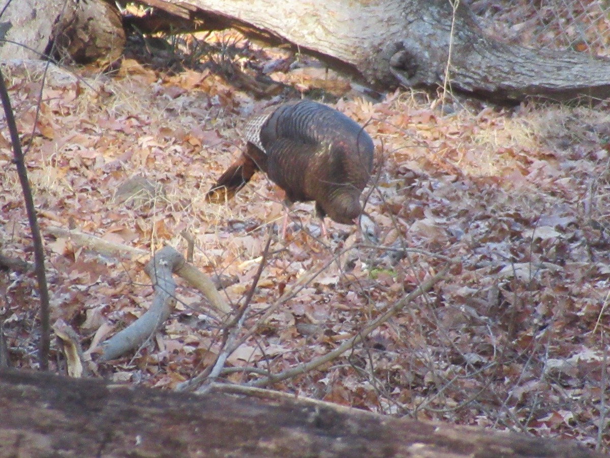 Wild Turkey - ML646398656