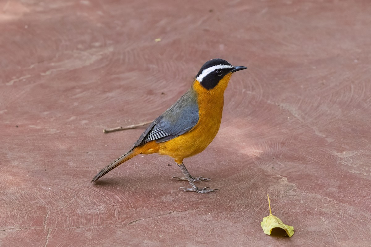 Rüppell's Robin-Chat - ML646398659