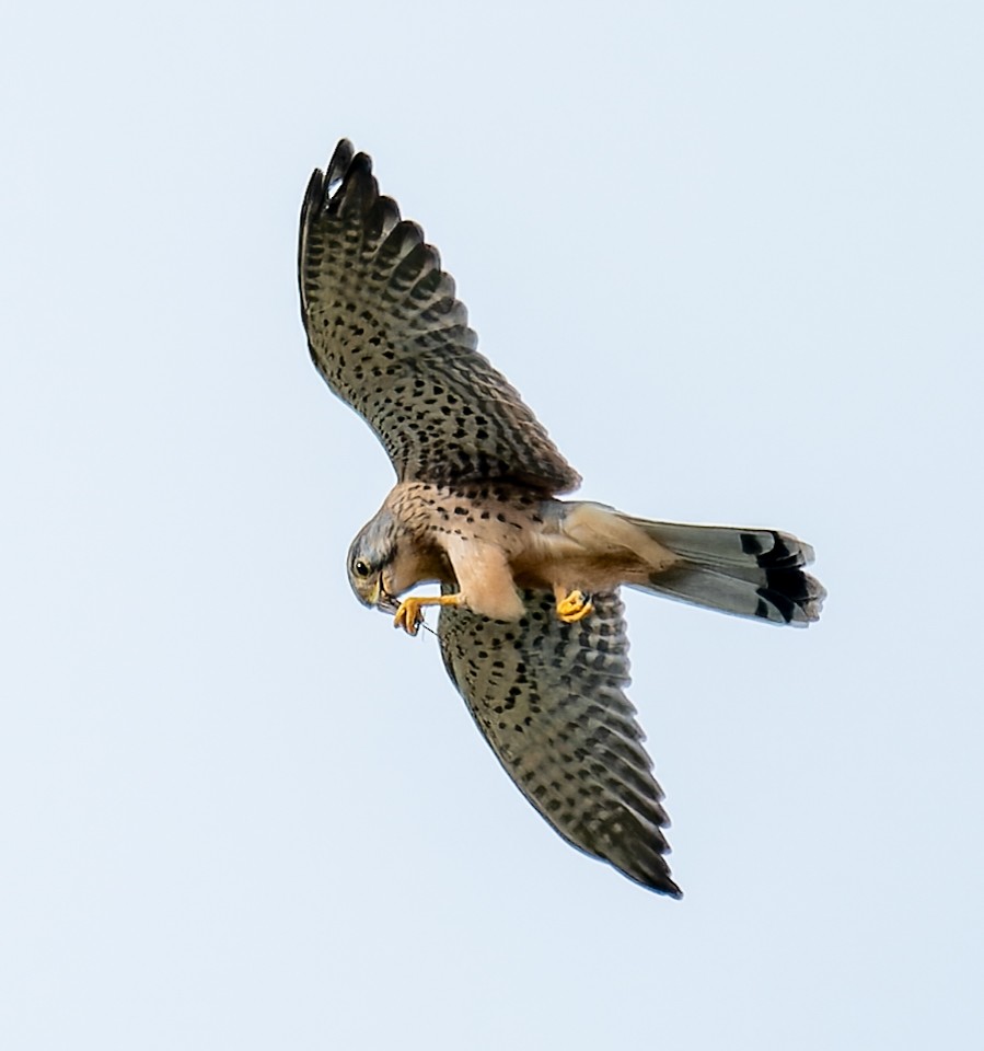 Faucon crécerelle - ML646398661