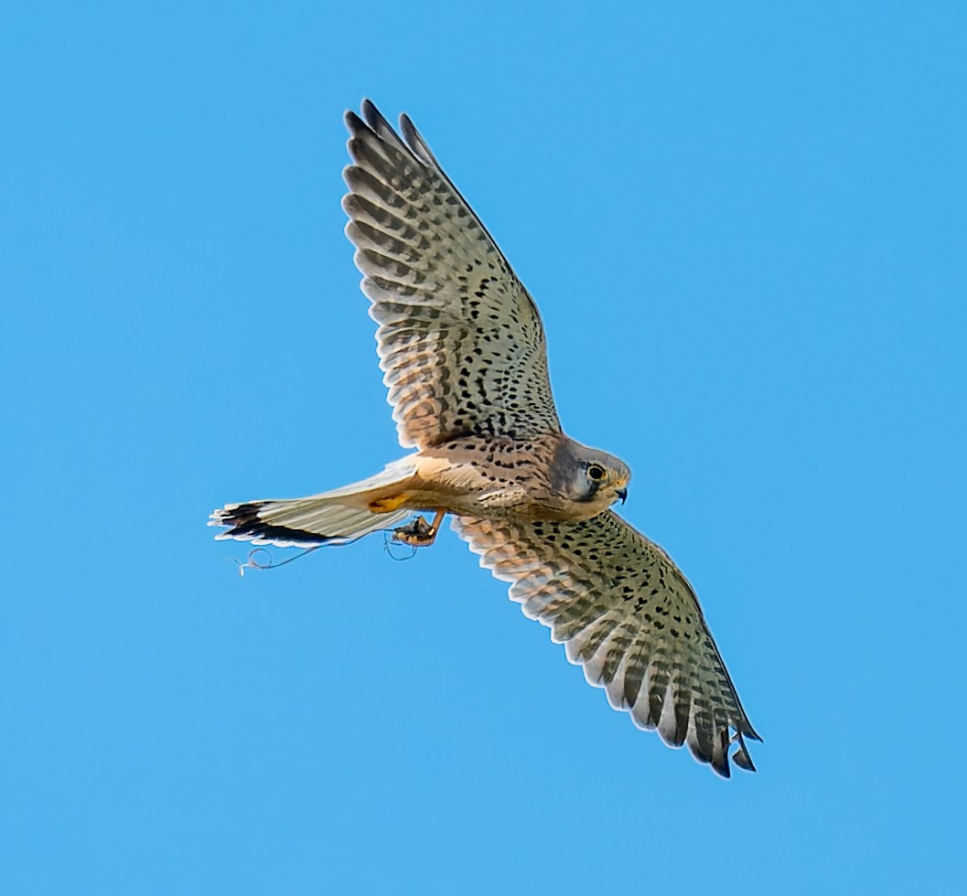 Faucon crécerelle - ML646398662