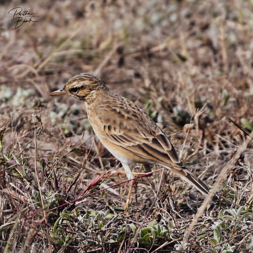 Paddyfield Pipit - ML646398663
