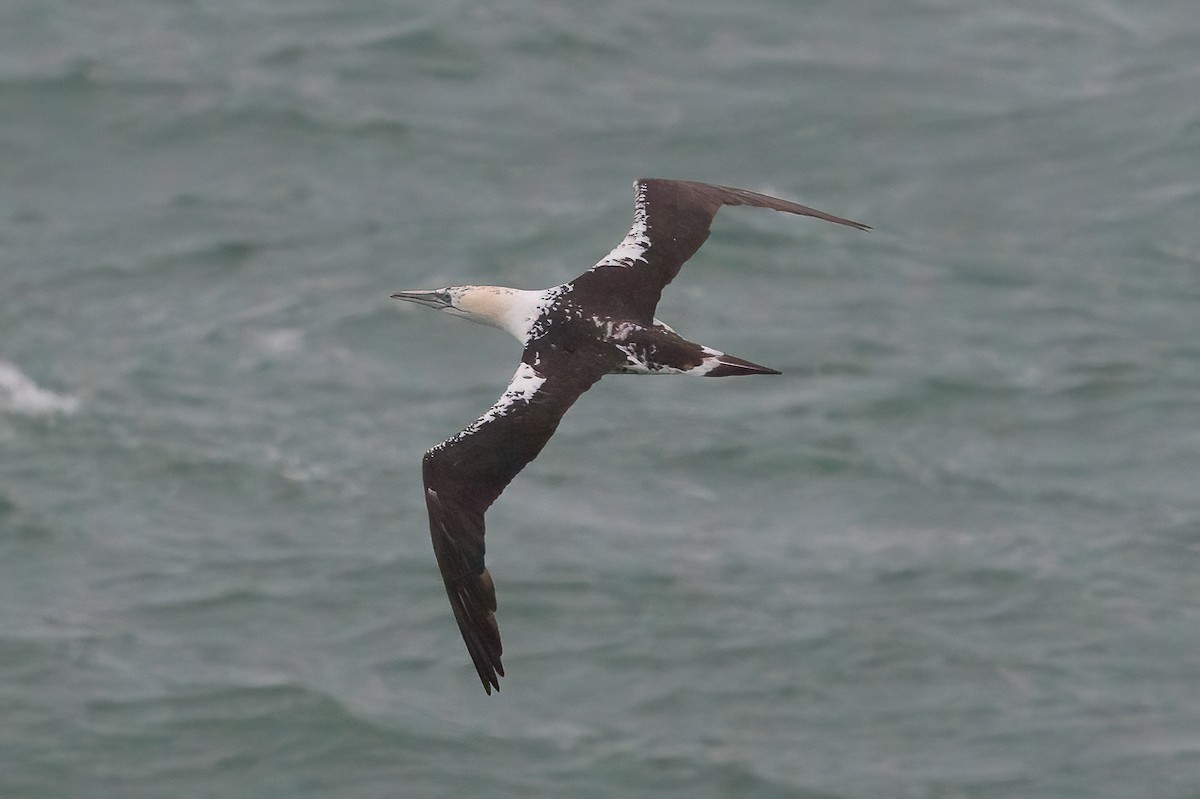 Northern Gannet - ML646398667
