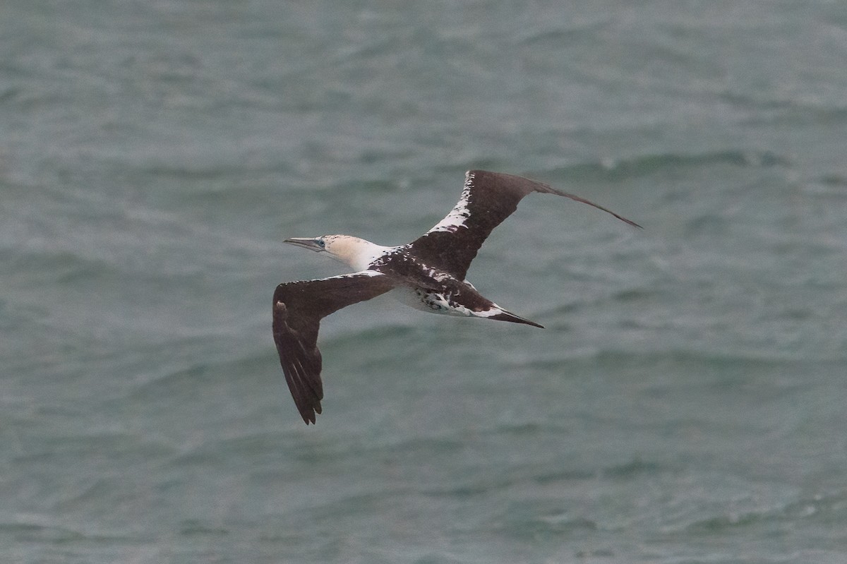 Northern Gannet - ML646398668