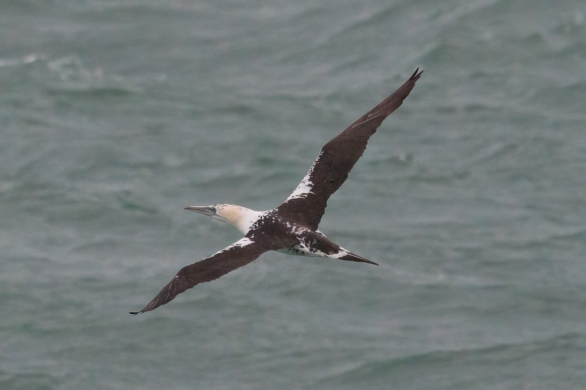 Northern Gannet - ML646398669