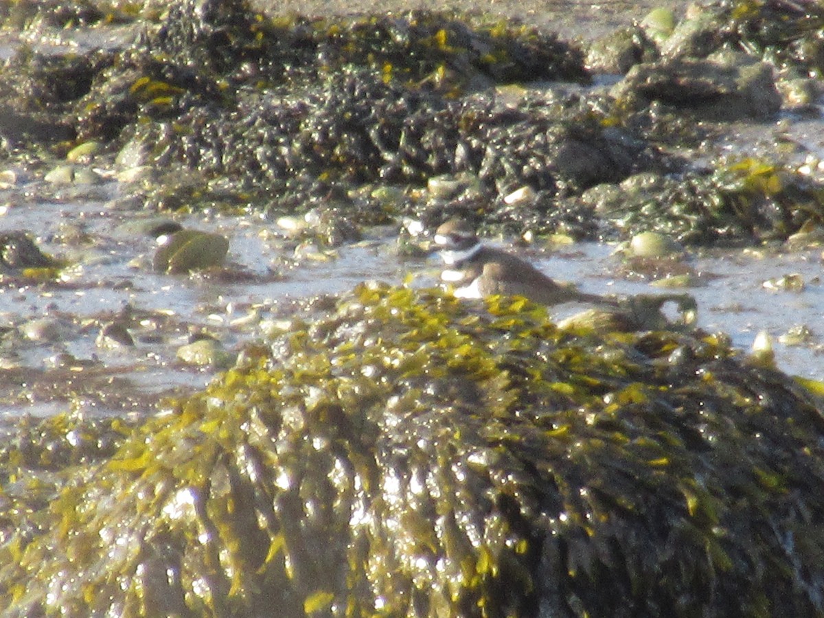 Killdeer - ML646398674