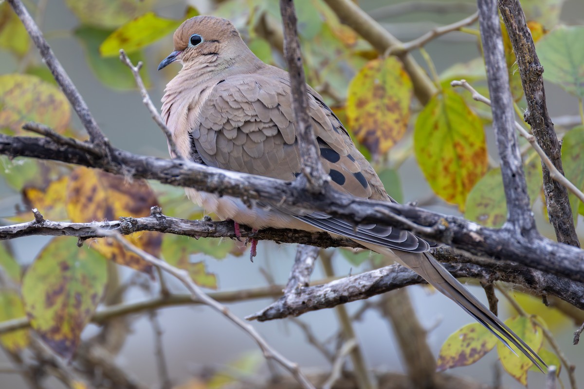 Mourning Dove - ML646398675