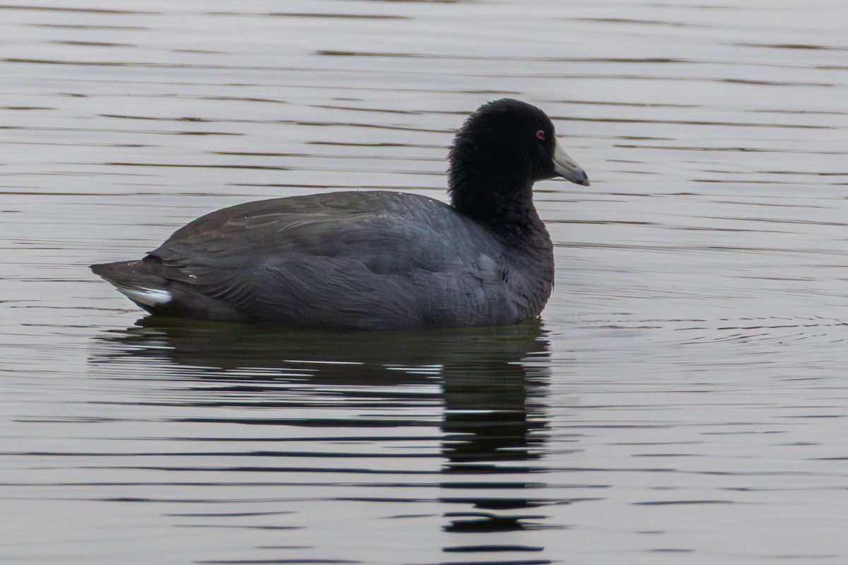 American Coot - ML646398677
