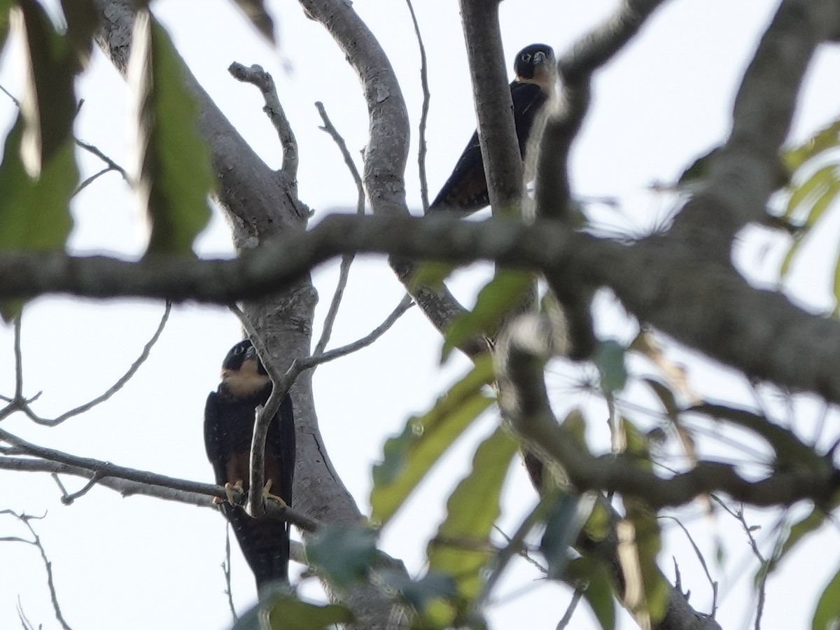 langtåfalk - ML646398680