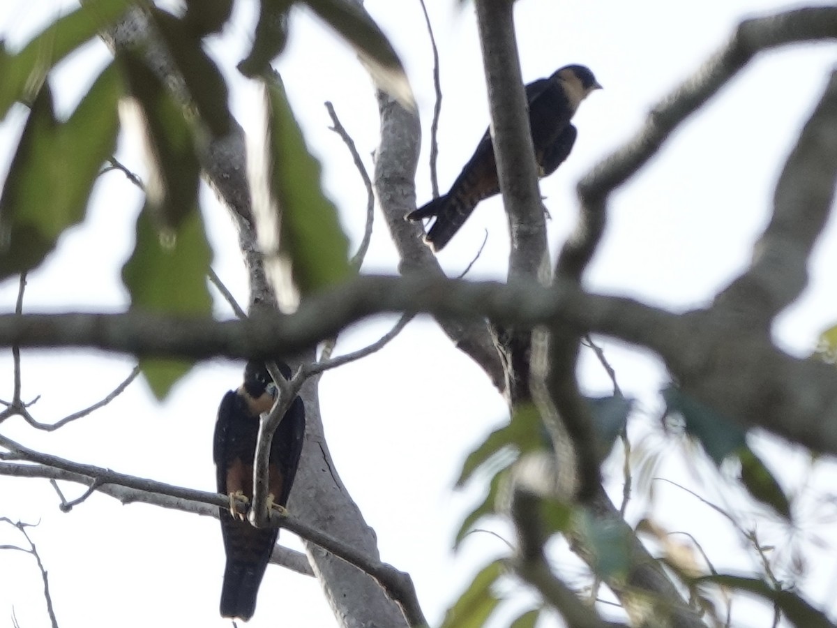 langtåfalk - ML646398681