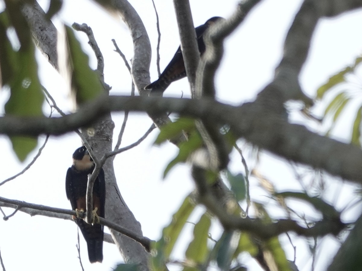 langtåfalk - ML646398682