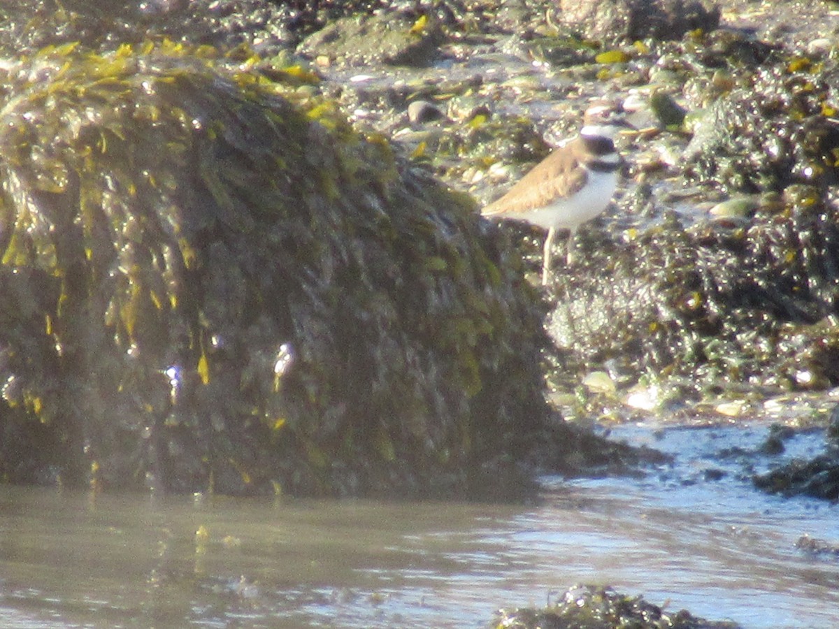 Killdeer - ML646398685