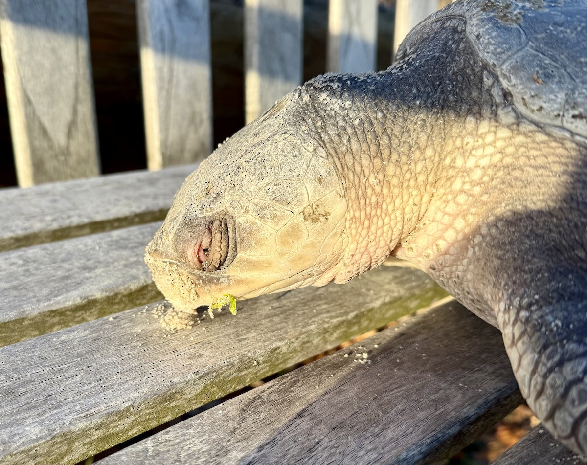 Kemp's Ridley Sea Turtle - ML646398686