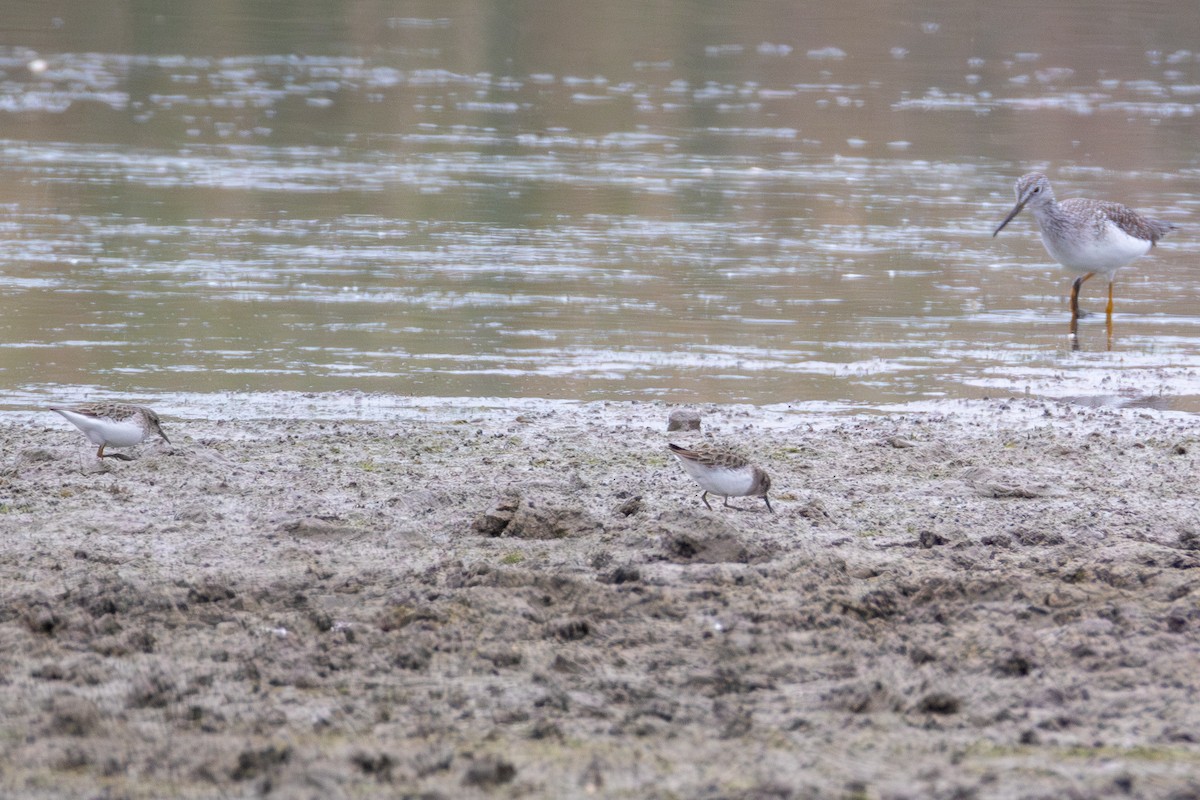 Greater Yellowlegs - ML646398687