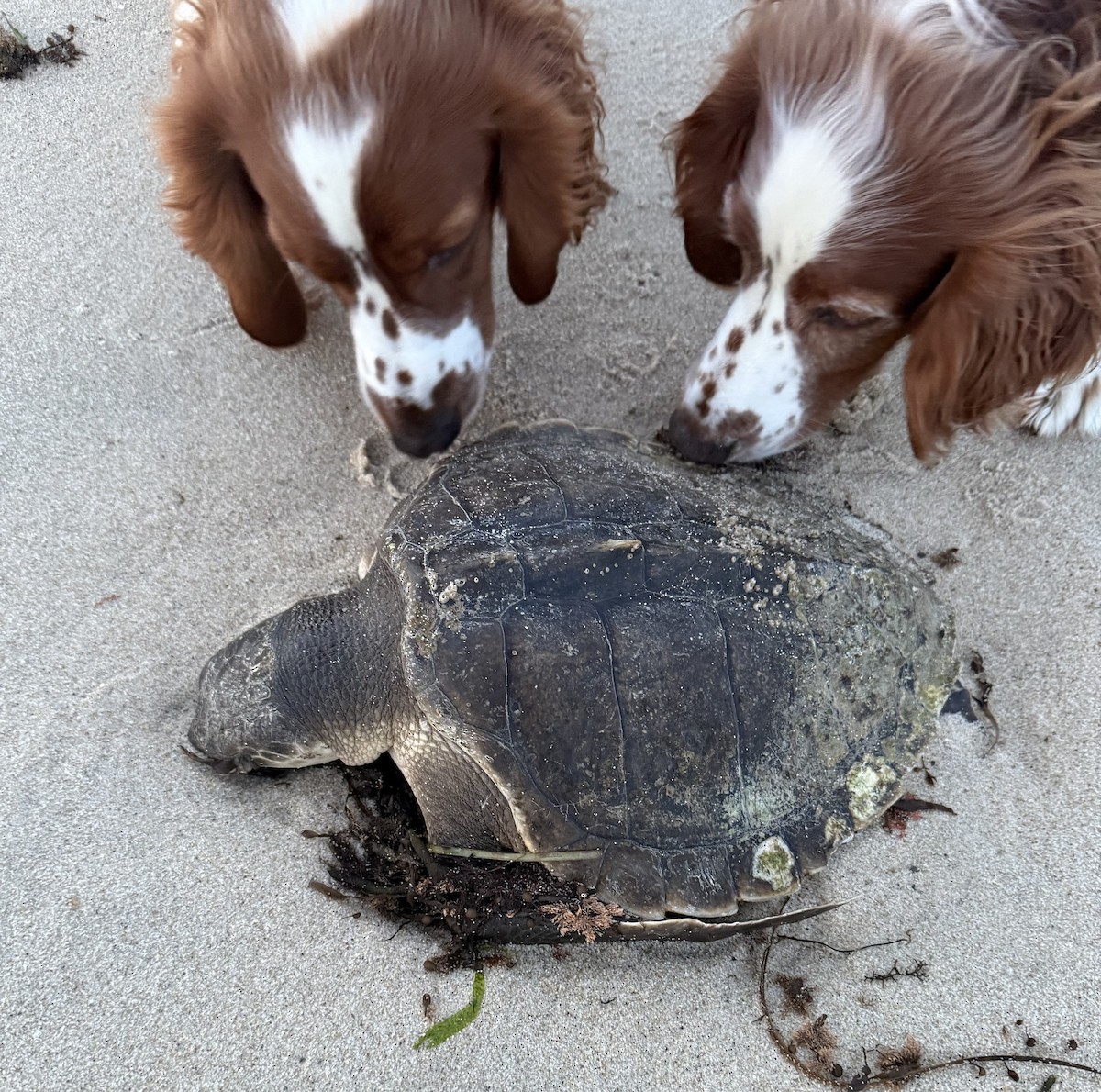 Kemp's Ridley Sea Turtle - ML646398688