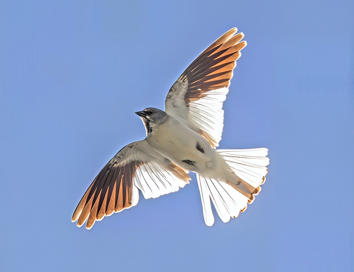 pěnkavák sněžný - ML646398690