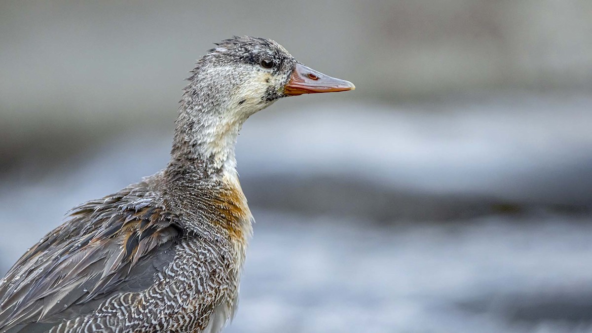 Çağlayan Ördeği - ML646398694