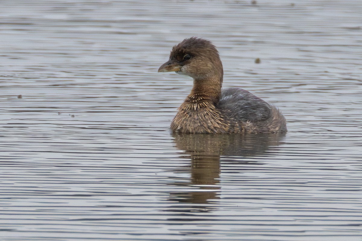 Pied-billed Grebe - ML646398698
