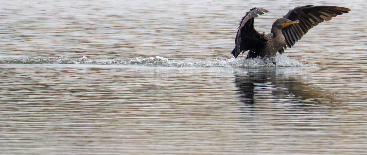 Cormoran à aigrettes - ML646398700