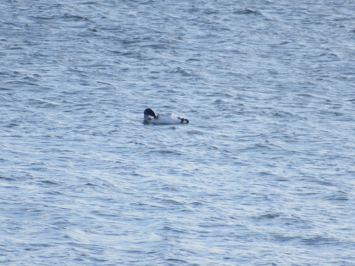 Common Loon - ML646398701