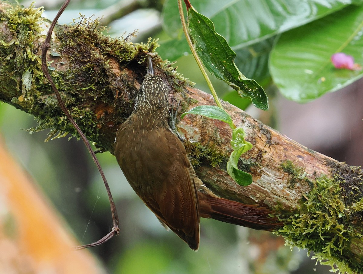 Dağ Tırmaşık - ML646398731